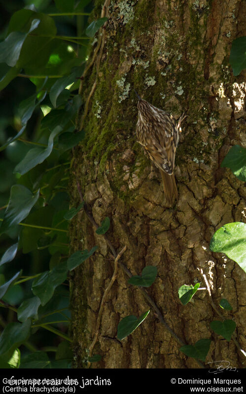 Grimpereau des jardinsadulte, identification