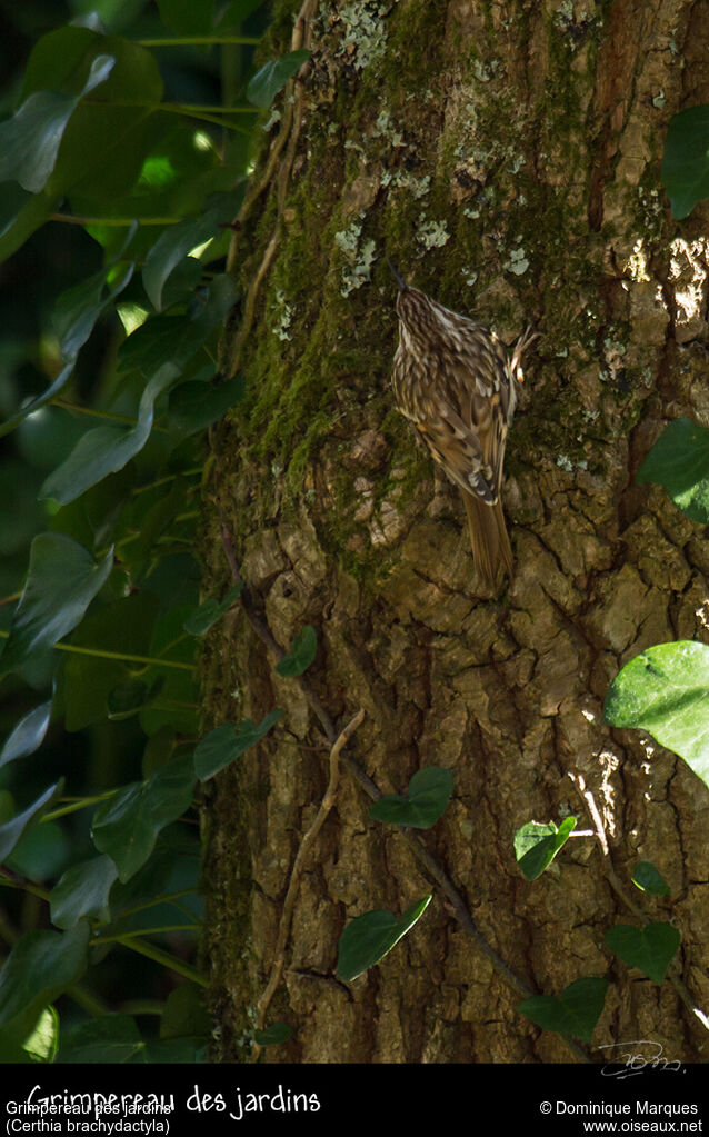 Short-toed Treecreeperadult, identification