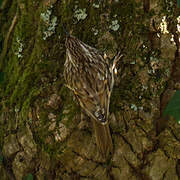 Short-toed Treecreeper