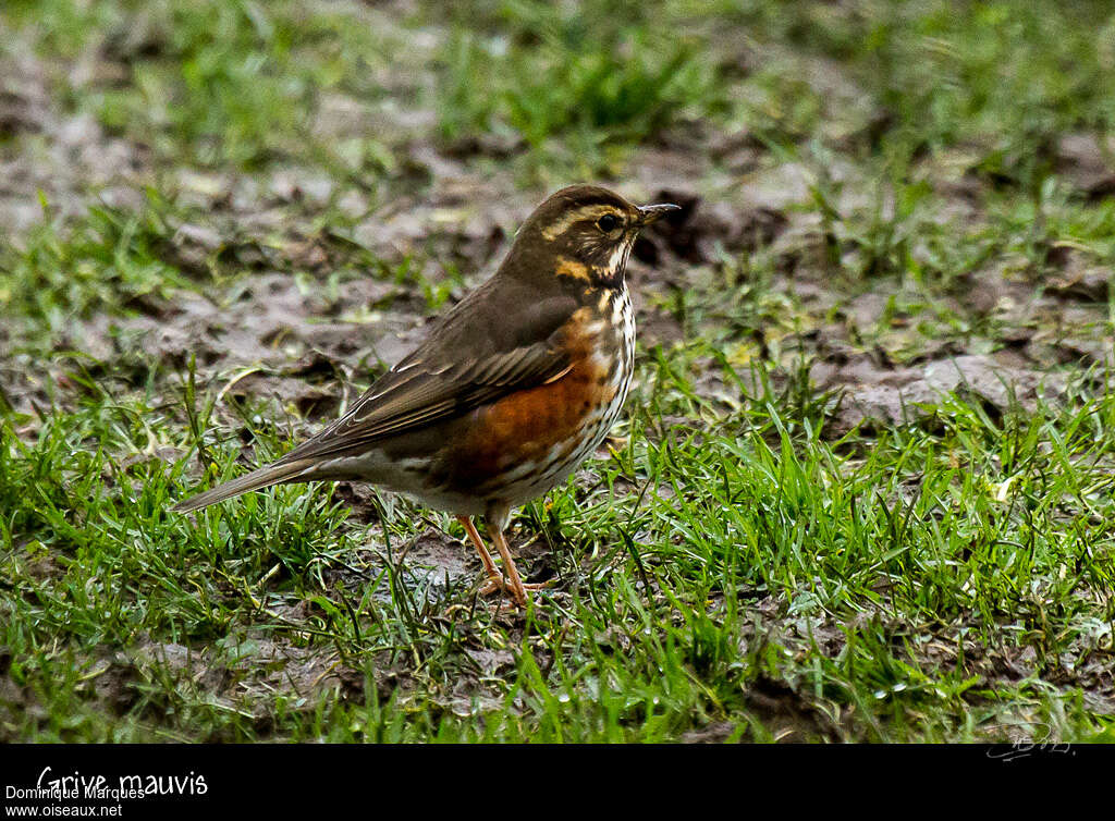 Grive mauvis2ème année, identification