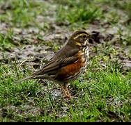 Redwing