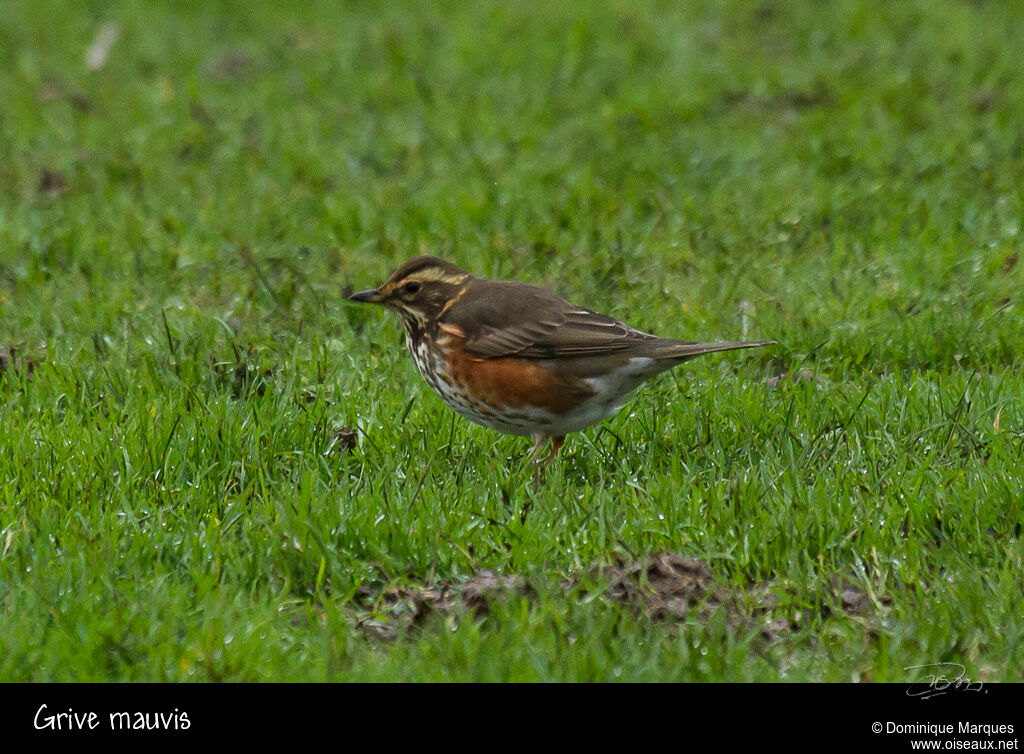 Redwingadult, identification