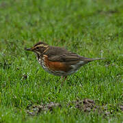 Redwing