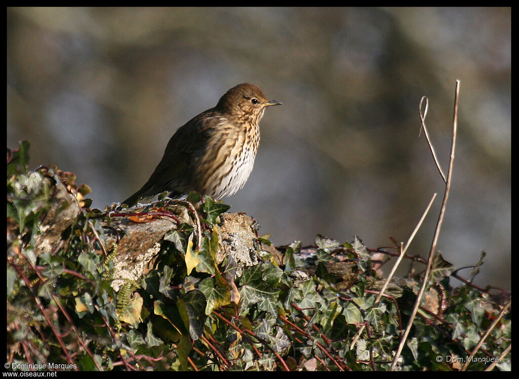 Grive musicienne, identification