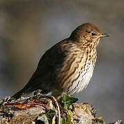 Song Thrush