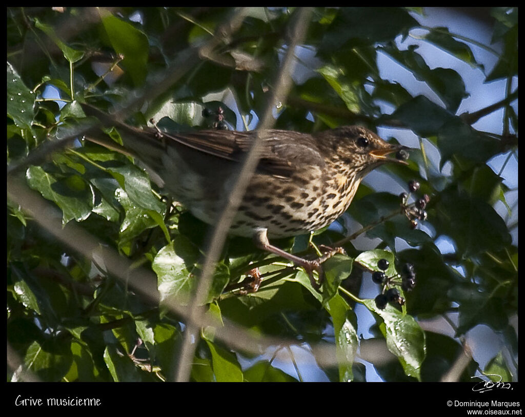 Song Thrushadult, identification, feeding habits