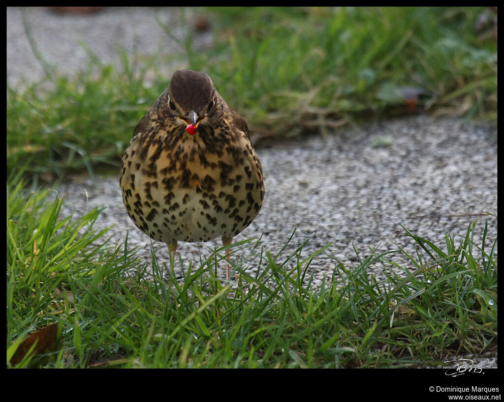 Song Thrushadult, identification, feeding habits