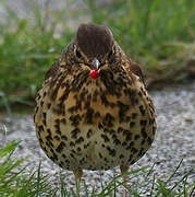 Song Thrush