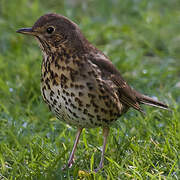 Song Thrush