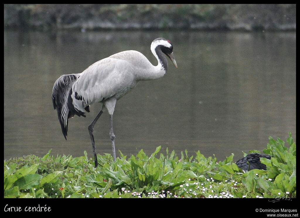 Common Craneadult, identification