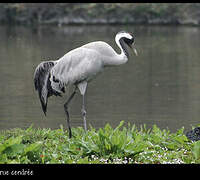 Common Crane