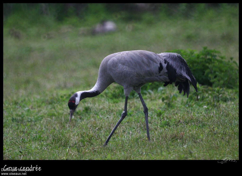 Grue cendréeadulte, identification