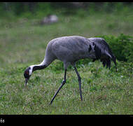 Common Crane