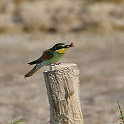 European Bee-eater