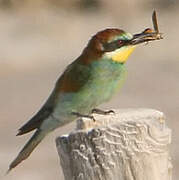 European Bee-eater