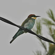 European Bee-eater