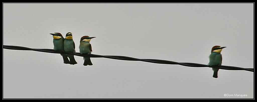 European Bee-eater