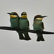 European Bee-eater