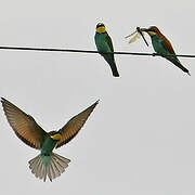 European Bee-eater