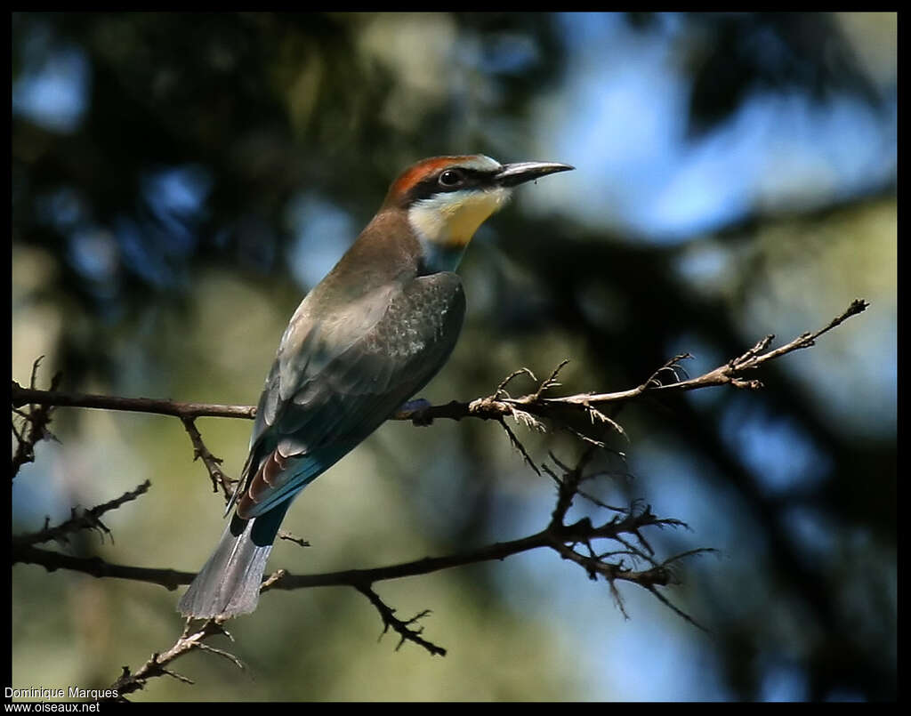 European Bee-eater male adult, identification