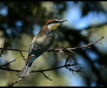 European Bee-eater