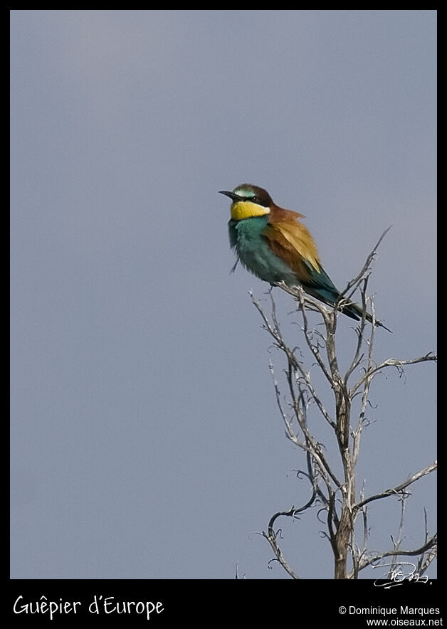 Guêpier d'Europeadulte, identification