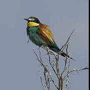 European Bee-eater