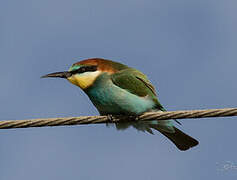 European Bee-eater