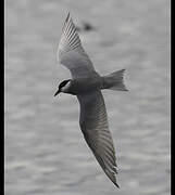 Whiskered Tern