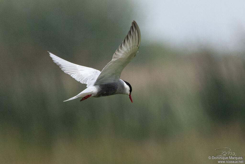 Whiskered Ternadult breeding, identification