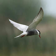 Whiskered Tern