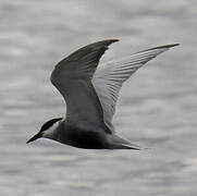 Whiskered Tern