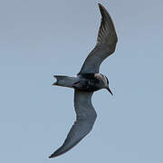 Whiskered Tern