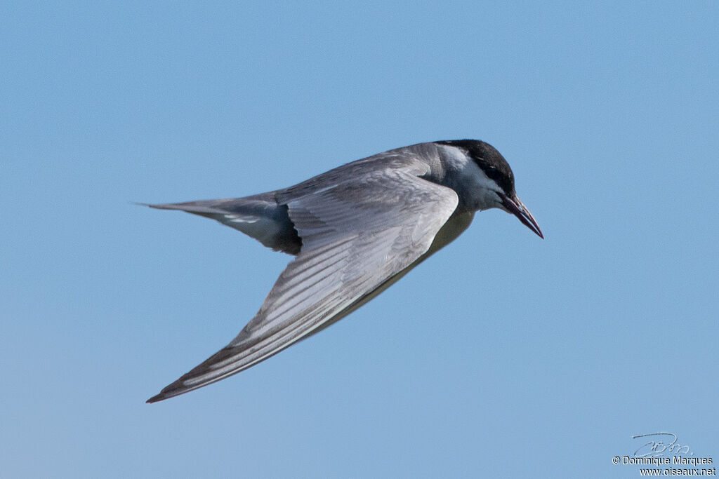 Whiskered Ternadult, Flight