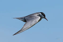 Whiskered Tern