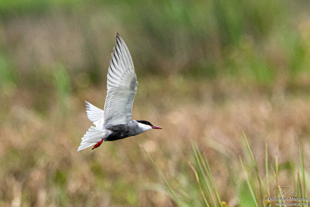 Guifette moustacadulte nuptial, identification