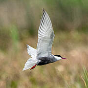 Whiskered Tern