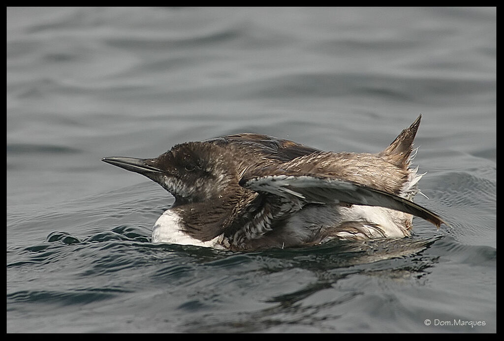 Guillemot de Troïl1ère année, identification, nage