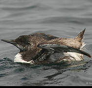 Common Murre