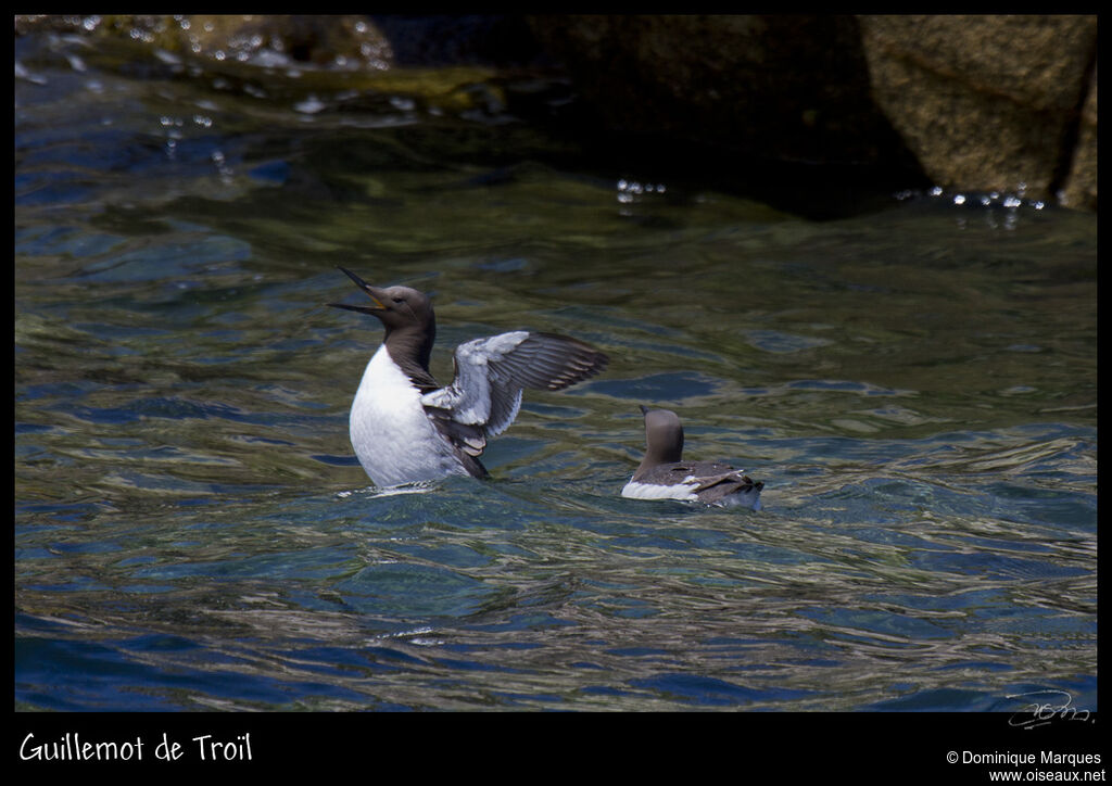 Guillemot de Troïladulte nuptial, identification