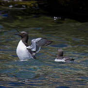 Common Murre