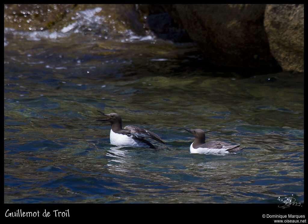 Guillemot de Troïladulte nuptial, identification