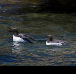 Guillemot de Troïl