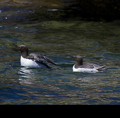 Guillemot de Troïl