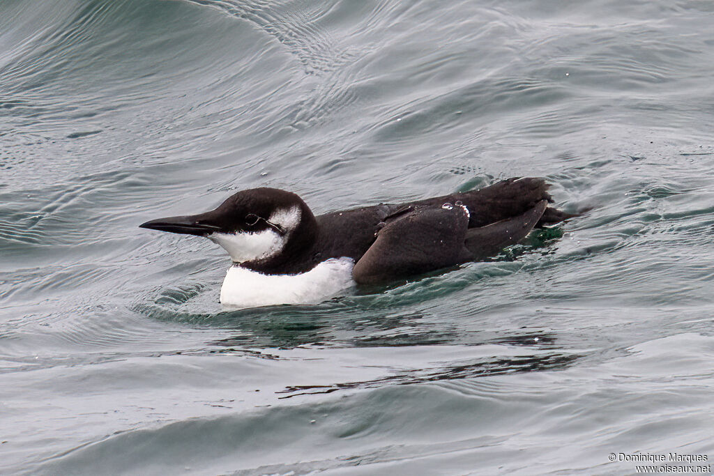 Guillemot de Troïladulte internuptial, identification