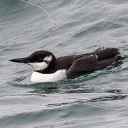 Common Murre