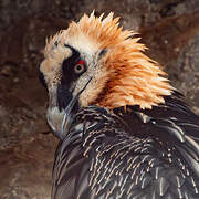 Bearded Vulture