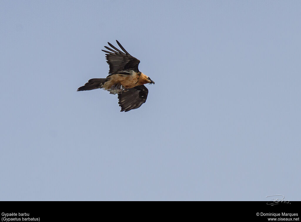 Bearded Vultureadult, Flight