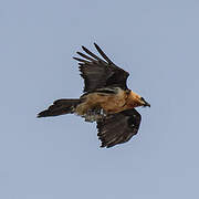 Bearded Vulture