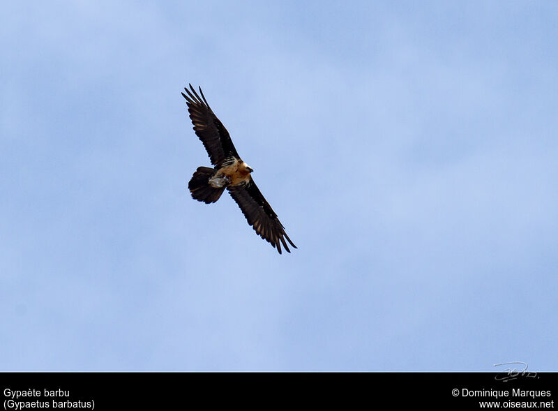 Bearded Vultureadult, Flight